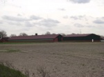 Neubau Bullenstall mit Güllekeller